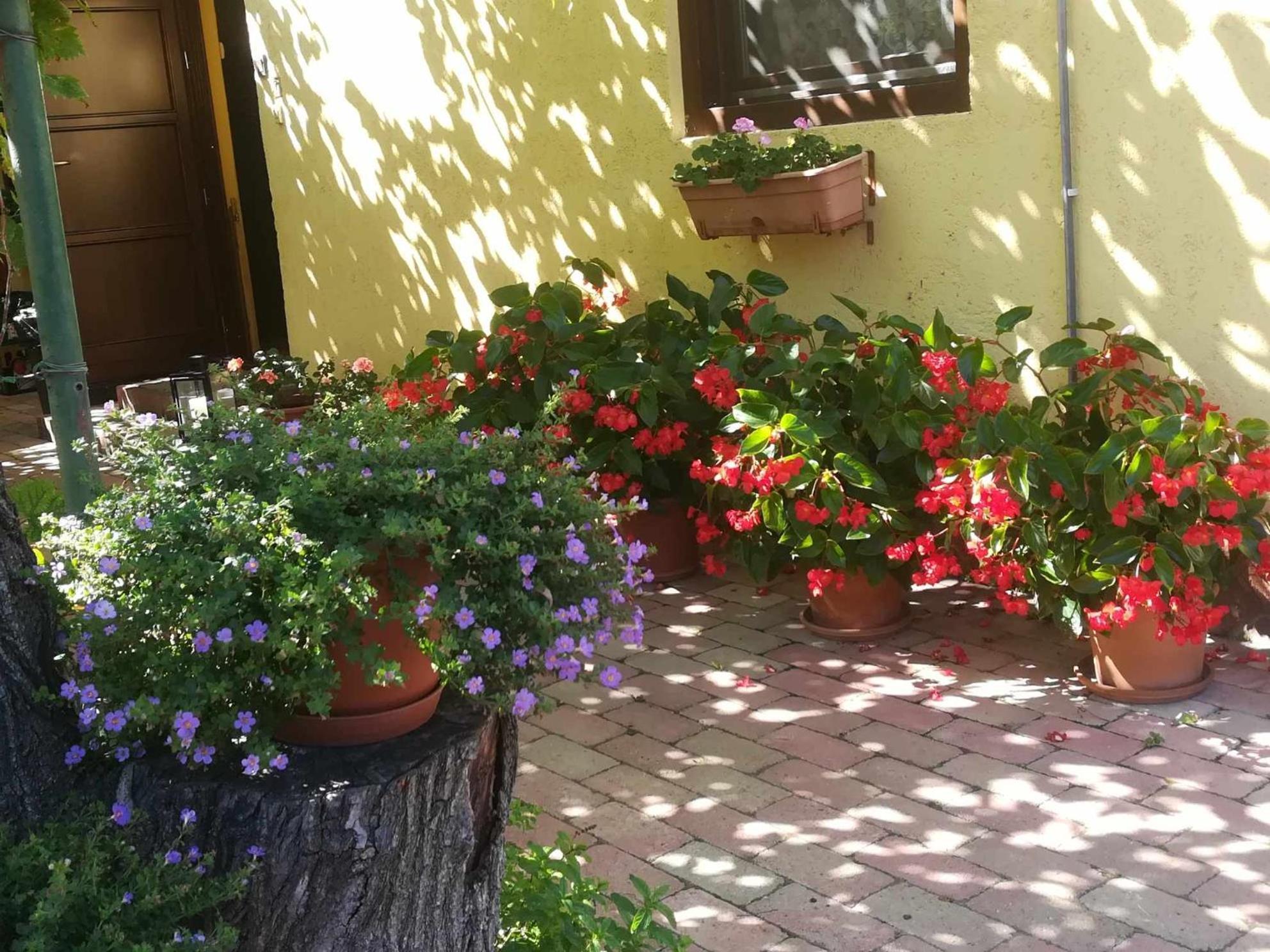 Muskatlis Haz Διαμέρισμα Balatonlelle Εξωτερικό φωτογραφία